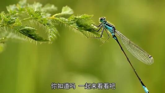 什么样的蜻蜓填形容词aa,什么的蜻蜓形容词填空