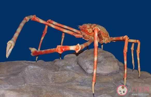 海洋中最大的蟹是什么蟹  是帝王蟹还是巨螯蟹10月1日答案插图1